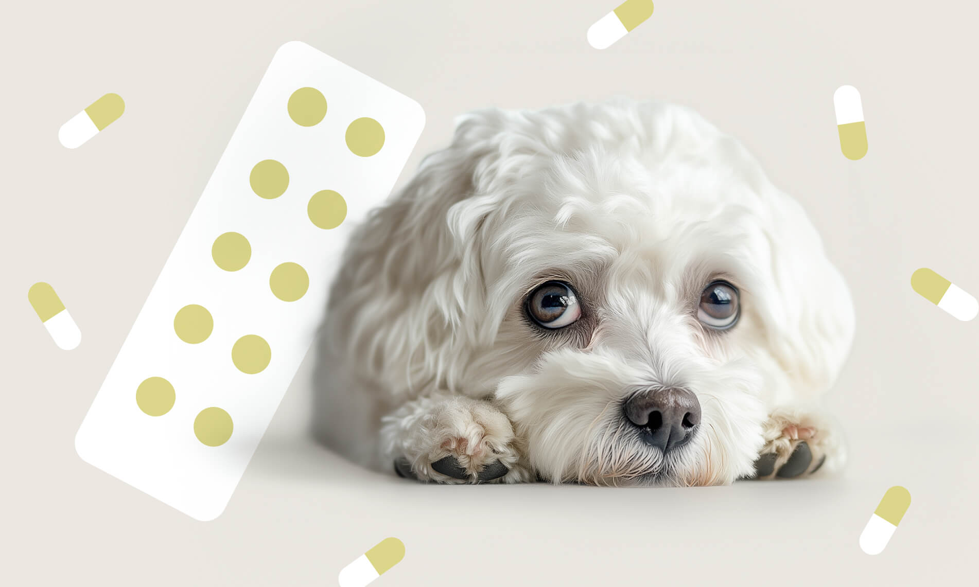 Желчегонные средства: какие бывают и для чего назначаются - Блог SUPERPET