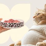 Чем и сколько раз в день кормить кормящую кошку: рацион питания после родов - Блог SUPERPET