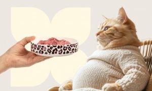 Чем и сколько раз в день кормить кормящую кошку: рацион питания после родов - Блог SUPERPET