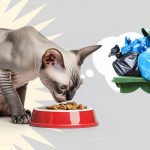 Чем кормить канадских сфинксов в домашних условиях: натуральный или сухой корм. Какие добавки нужны. Что нельзя. - Блог SUPERPET