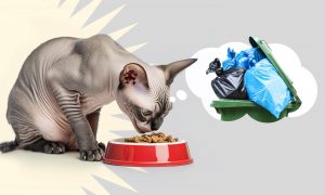 Чем кормить канадских сфинксов в домашних условиях: натуральный или сухой корм. Какие добавки нужны. Что нельзя. - Блог SUPERPET