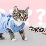 Кормить кастрированных котов сушкой или натуралкой? Выбирайте в пользу здоровья!