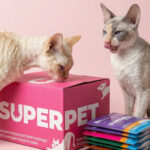 Чем кормить кошку - Блог SUPERPET