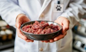 Чем кормить здоровую кошку: мнение ветеринара - Блог SUPERPET