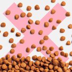 Против природы: чем опасен сухой корм - Блог SUPERPET