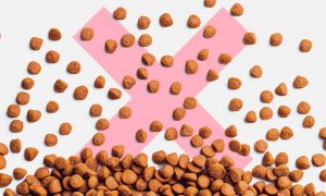 Против природы: чем опасен сухой корм - Блог SUPERPET
