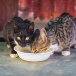 Чем покормить бездомных животных - Блог SUPERPET