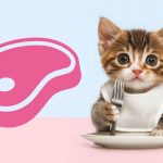 Как кормить котёнка правильно? - Блог SUPERPET
