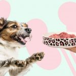 Как кормить собак с почечной недостаточностью - Блог SUPERPET
