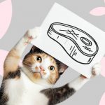 Как правильно кормить кошку - Блог SUPERPET