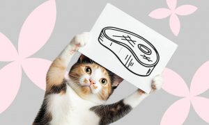 Как правильно кормить кошку - Блог SUPERPET