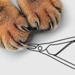 Как правильно подстричь когти кошке в домашних условиях - Блог SUPERPET