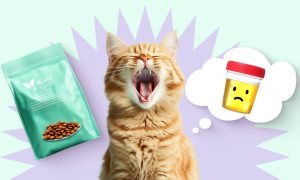 Как сухой корм влияет на мочеиспускание кошки - Блог SUPERPET