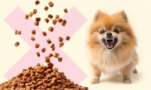 Как сухой корм влияет на зубы собак - Блог SUPERPET