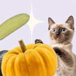 Какие овощи и фрукты можно кошкам. В каком виде и сколько. С кормом или отдельно. Что полезно, а что нет. - Блог SUPERPET