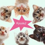 Как выкормить новорожденных котят: чем кормить без кошки в домашних условиях - Блог SUPERPET