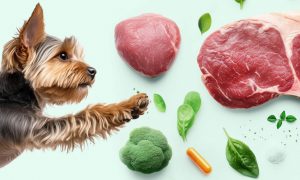 Какие витамины и минералы нужны собакам - Блог SUPERPET