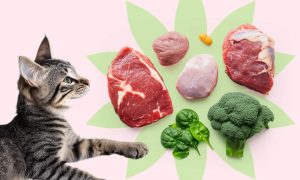 Какие витамины нужны кошкам - Блог SUPERPET