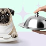 Какой корм выбрать для собаки - Блог SUPERPET