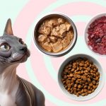 Корм для сфинксов: какой лучше подходит для канадских котят и кошек, советы ветеринаров - Блог SUPERPET