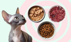 Корм для сфинксов: какой лучше подходит для канадских котят и кошек, советы ветеринаров - Блог SUPERPET