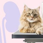 Кормление кошек с почечной недостаточностью тесно связано со стадией заболевания.
