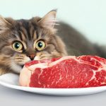 Можно ли давать сырое мясо кошке? Конечно, она же хищник!