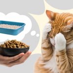 Натуральное питание для кошек с чувствительным пищеварением - Блог SUPERPET