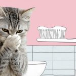 Чистить кошке зубы нужно только специальной пастой и щёткой