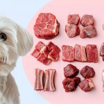 Почему собакам нужно давать разные виды мяса - Блог SUPERPET