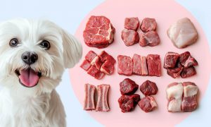 Почему собакам нужно давать разные виды мяса - Блог SUPERPET