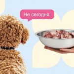 Почему собаки отказываются есть - Блог SUPERPET