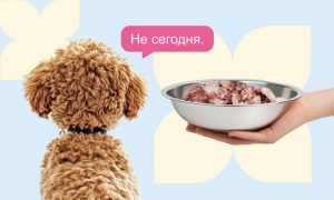 Почему собаки отказываются есть - Блог SUPERPET