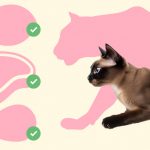 Правильный рацион для кошек: с чего начать - Блог SUPERPET