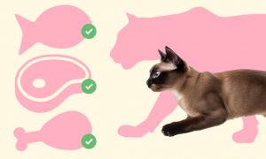 Правильный рацион для кошек: с чего начать - Блог SUPERPET