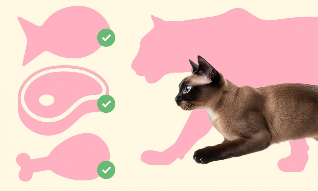Правильный рацион для кошек: с чего начать - Блог SUPERPET