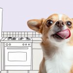 Правильный рацион для собак: с чего начать - Блог SUPERPET