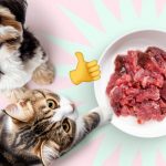 Преимущества и недостатки сырого питания для кошек и собак - Блог SUPERPET