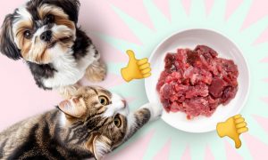 Преимущества и недостатки сырого питания для кошек и собак - Блог SUPERPET
