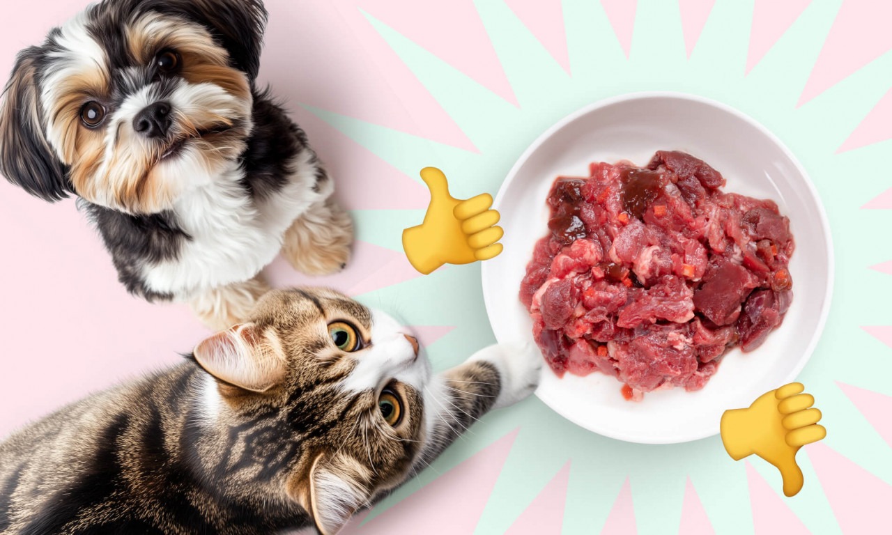 Преимущества и недостатки сырого питания для кошек и собак - Блог SUPERPET