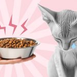 Промышленные корма: мёртвая еда - Блог SUPERPET