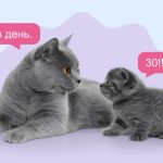 Кормить маму кошку и её котенка следует по-разному