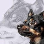 Собака: хищник или всеядное - Блог SUPERPET