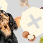 Список запрещенных продуктов для собак - Блог SUPERPET