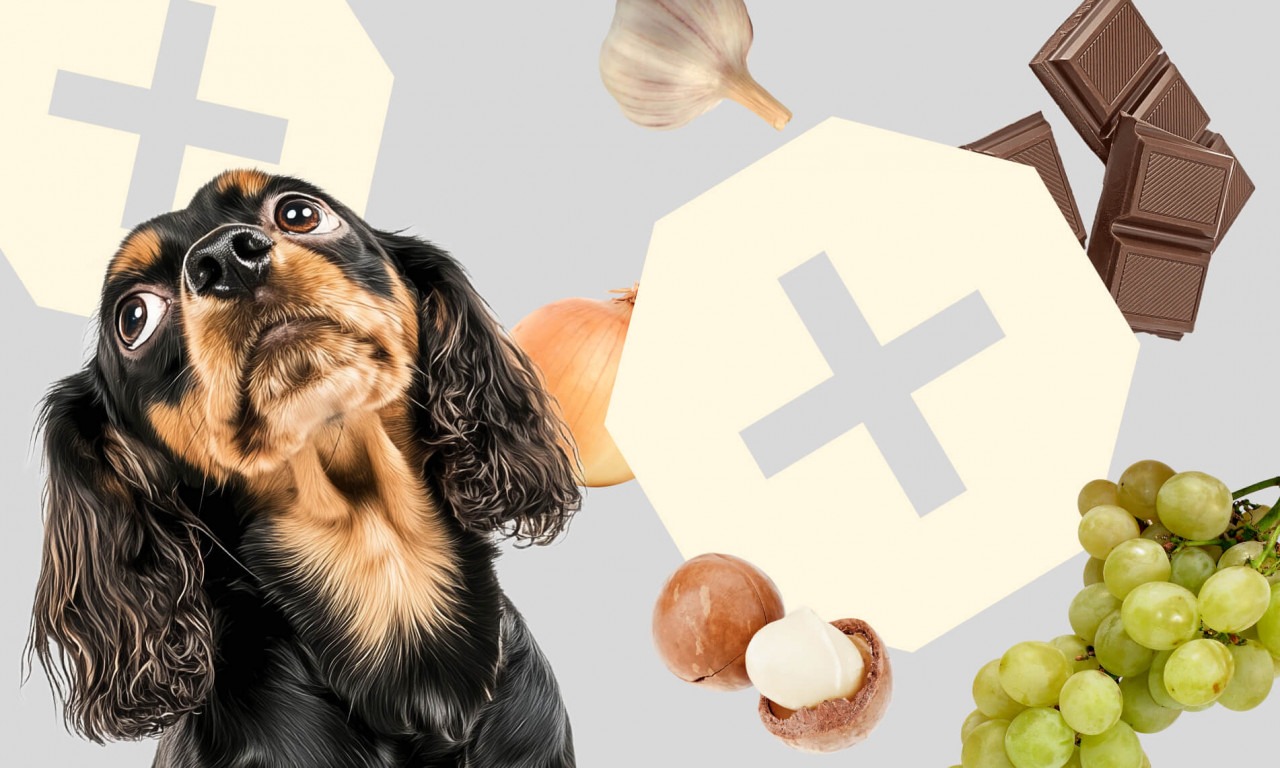 Список запрещенных продуктов для собак - Блог SUPERPET