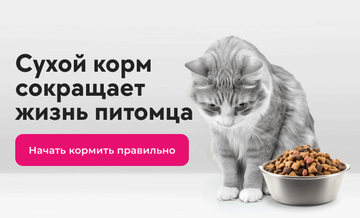 Сухой корм сокращает жизнь питомца Сухой корм сокращает жизнь питомца