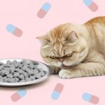 Во что обходится неправильное кошачье питание - Блог SUPERPET