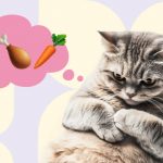 Заболевания ЖКТ у кошек и видотипичный рацион - Блог SUPERPET