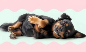 Заболевания ЖКТ у собак и видотипичный рацион - Блог SUPERPET