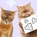 Запоры у кошек: признаки и как предотвратить. Правильное питание. Рассказывает ветеринар. - Блог SUPERPET